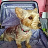 dog, small_dog, pet, canine, fur, ears, collar, suitcase, open_suitcase, indoor, pink_wall, flower_vase, table, fabric, pattern, cute, animal, domestic_animal, curious, seated
