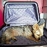 dog, small_dog, pet, suitcase, open_suitcase, indoor, pink_wall, decor, flower_painting, lamp_decal, curious, sniffing, fur, collar, travel, luggage, empty_suitcase, home, floor, handle