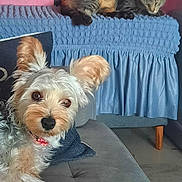 Fawzia Ammar a rejoint le concours — aidez-le/la à gagner de superbes lots ! blanket, blue_blanket, cat, couch, cozy, curious, dog, domestic, ears, fur, furniture, home, indoor, looking_at_camera, napping, pet, pink_wall, relaxed, small_dog, tabby_cat