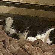 Sox is registered to the contest to win money with this photo: animal, black_and_white, blanket, cat, comfort, cozy, cute, feline, fur, home, indoor, nap, peaceful, pet, quiet, relaxing, resting, sleeping, soft, warm