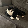 animal, black_and_white, cat, couch, cozy, cute, domestic, feline, furniture, home, indoor, looking_at_camera, paws, pet, playful, relaxing, resting, tail, whiskers, yellow_eyes