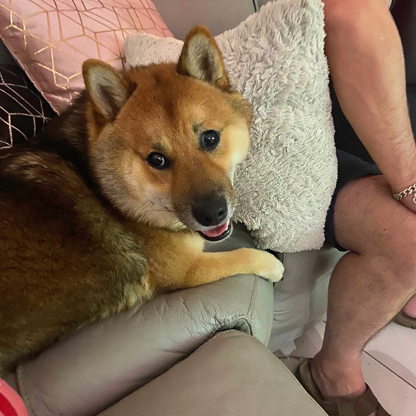 Vasko participe au concours pour gagner de l'argent avec cette photo : animal, brown, comfort, companion, couch, cute, dog, fur, happy, home, indoor, legs, person, pet, pillow, relaxing, resting, sandals, shorts, smiling
