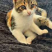 Plume a rejoint le concours — aidez-le/la à gagner de superbes lots ! kitten, calico, cat, pet, animal, feline, whiskers, ears, eyes, fur, closeup, indoor, blanket, texture, cute, young, resting, paw, curious, soft