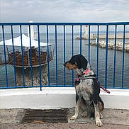 Oumbra participe au concours pour gagner de l'argent avec cette photo : dog, collar, blue_railing, sea, water, cloudy_sky, concrete, grate, pier, observation_deck, structure, outdoor, calm, sitting, leash, coast, rocks, fence, daytime, landscape