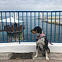 dog, collar, blue_railing, sea, water, cloudy_sky, concrete, grate, pier, observation_deck, structure, outdoor, calm, sitting, leash, coast, rocks, fence, daytime, landscape