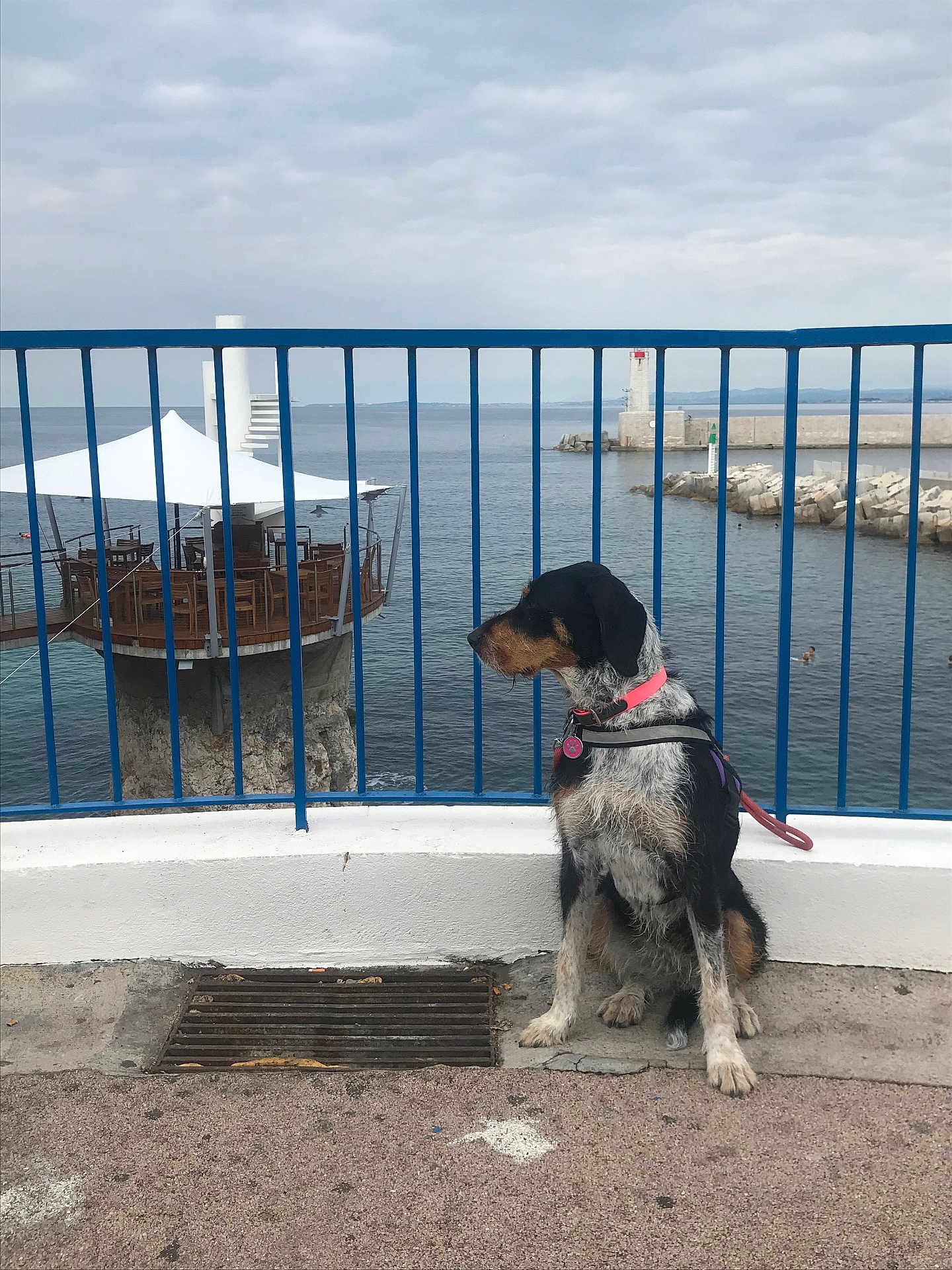 Oumbra participe au concours pour gagner de l'argent avec cette photo : dog, collar, blue_railing, sea, water, cloudy_sky, concrete, grate, pier, observation_deck, structure, outdoor, calm, sitting, leash, coast, rocks, fence, daytime, landscape