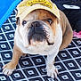 Naska participe au concours pour gagner de l'argent avec cette photo : bulldog, dog, pet, animal, hat, yellow_hat, brown_and_white, sitting, blanket, patterned_blanket, outdoor, curious_expression, close_up, paw, fur, face, snout, cute, companion, resting