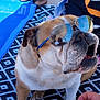Naska participe au concours pour gagner de l'argent avec cette photo : bulldog, dog, sunglasses, reflection, hand, blanket, pattern, towel, sandals, outdoor, pet, animal, relaxed, summer, shade, closeup, portrait, cute, canine, fashion