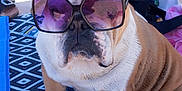 Naska participe au concours pour gagner de l'argent avec cette photo : bulldog, dog, sunglasses, purple_sunglasses, pet, beach, mat, patterned_mat, sandals, bag, outdoor, summer, animal, cute, sitting, portrait, sunny, relaxing, fashion, cool