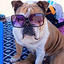 bulldog, dog, sunglasses, purple_sunglasses, pet, beach, mat, patterned_mat, sandals, bag, outdoor, summer, animal, cute, sitting, portrait, sunny, relaxing, fashion, cool