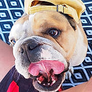 Naska participe au concours pour gagner de l'argent avec cette photo : dog, bulldog, tongue_out, cap, yellow_cap, pet, close_up, face, animal, playful, tongue, mouth_open, fur, brown_and_white, patterned_blanket, human_leg, indoor, cute, funny, companion