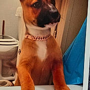 Lucy joined the competition — help win amazing prizes! animal, bathroom, brown_coat, canine, collar, curious, cute, dog, domestic_animal, ears, fur, indoor, looking_away, nails, paws, pet, standing, toilet, towel, white_chest