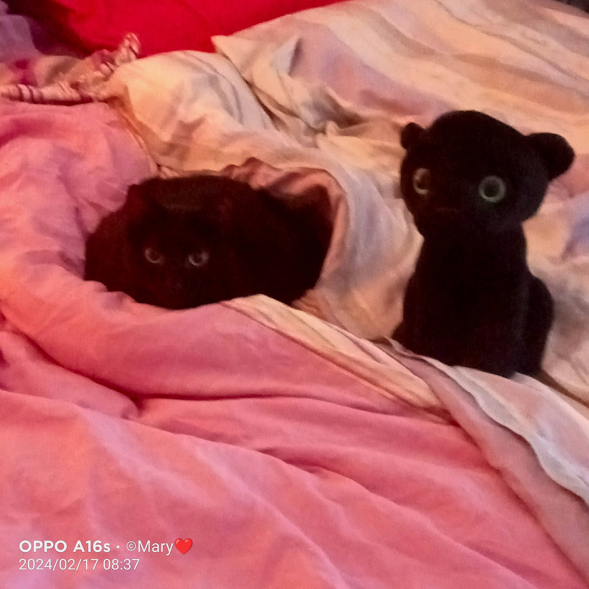 Nahla a rejoint le concours — aidez-le/la à gagner de superbes lots ! bed, bedding, black_cat, carnivore, cat, cloud, comfort, companion_dog, dog_breed, fawn, felidae, fur, linens, pink, sleeve, small_to_medium_sized_cats, tail, terrestrial_animal, textile, whiskers