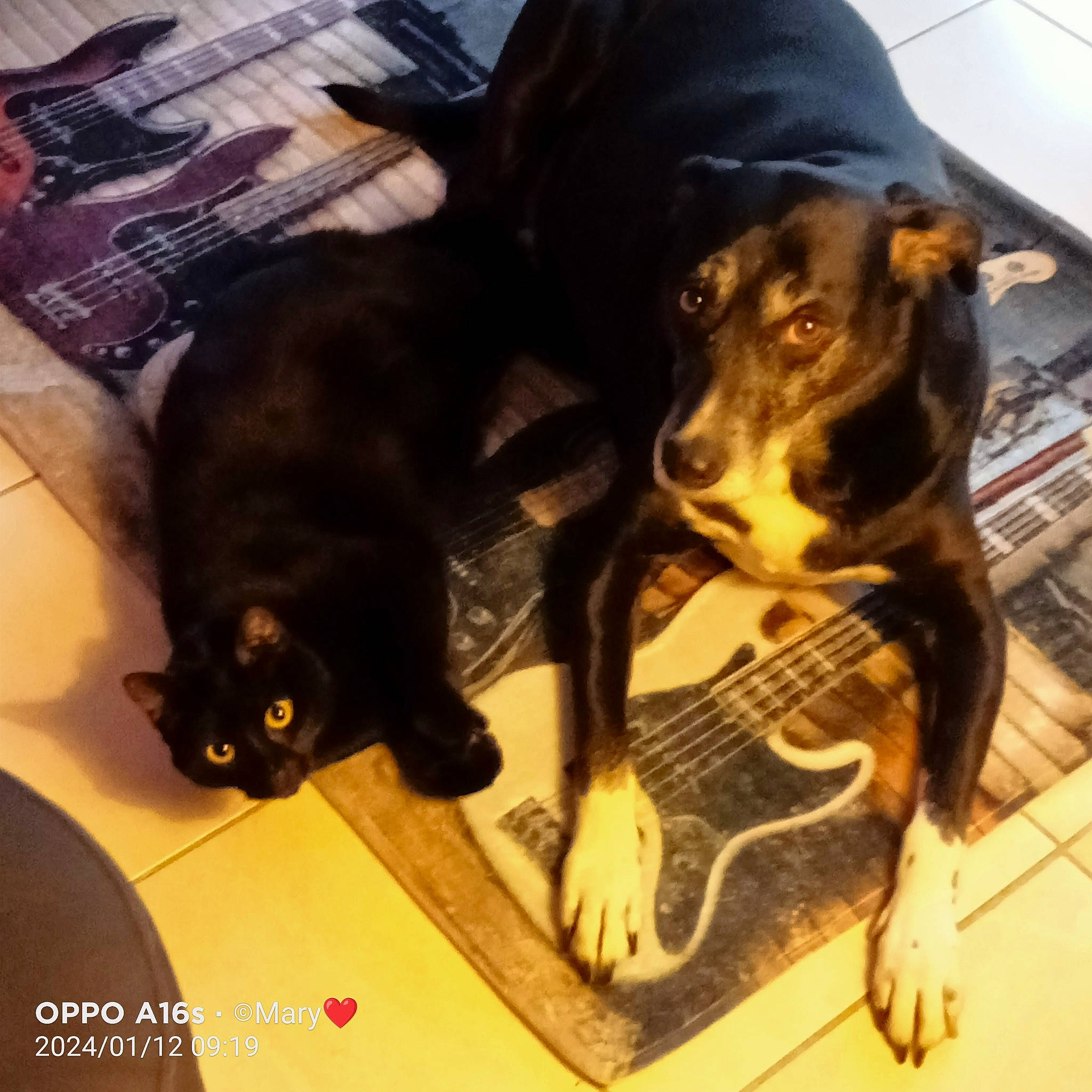 Nahla participe au concours pour gagner de l'argent avec cette photo : bombay, canidae, carnivore, cat, comfort, companion_dog, dog, dog_breed, felidae, fur, metal, personal_protective_equipment, pet_supply, pinscher, small_to_medium_sized_cats, snout, sporting_group, tail, whiskers, working_animal