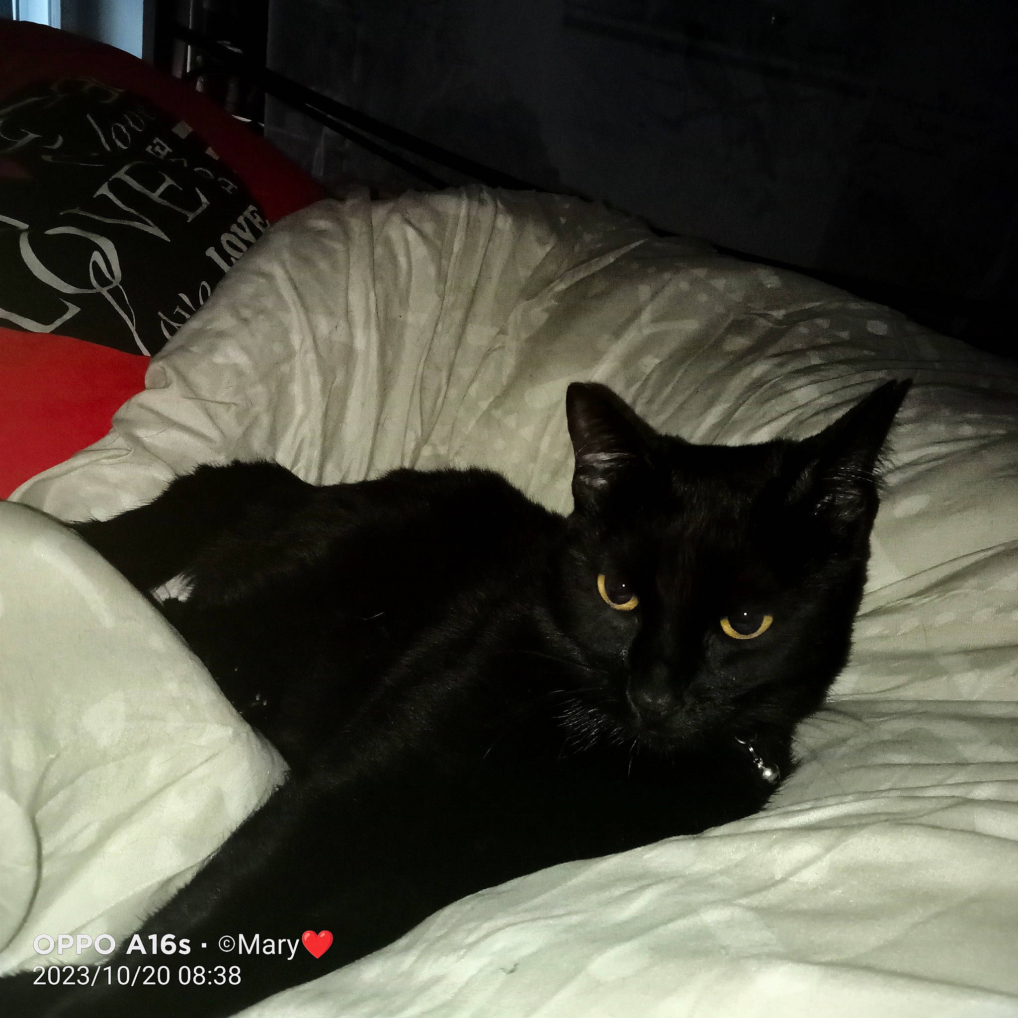 Nahla a rejoint le concours — aidez-le/la à gagner de superbes lots ! bed, bed_sheet, bedding, black_cat, bombay, carnivore, cat, cat_supply, comfort, couch, domestic_short_haired_cat, felidae, fur, grey, linens, room, small_to_medium_sized_cats, tail, terrestrial_animal, whiskers