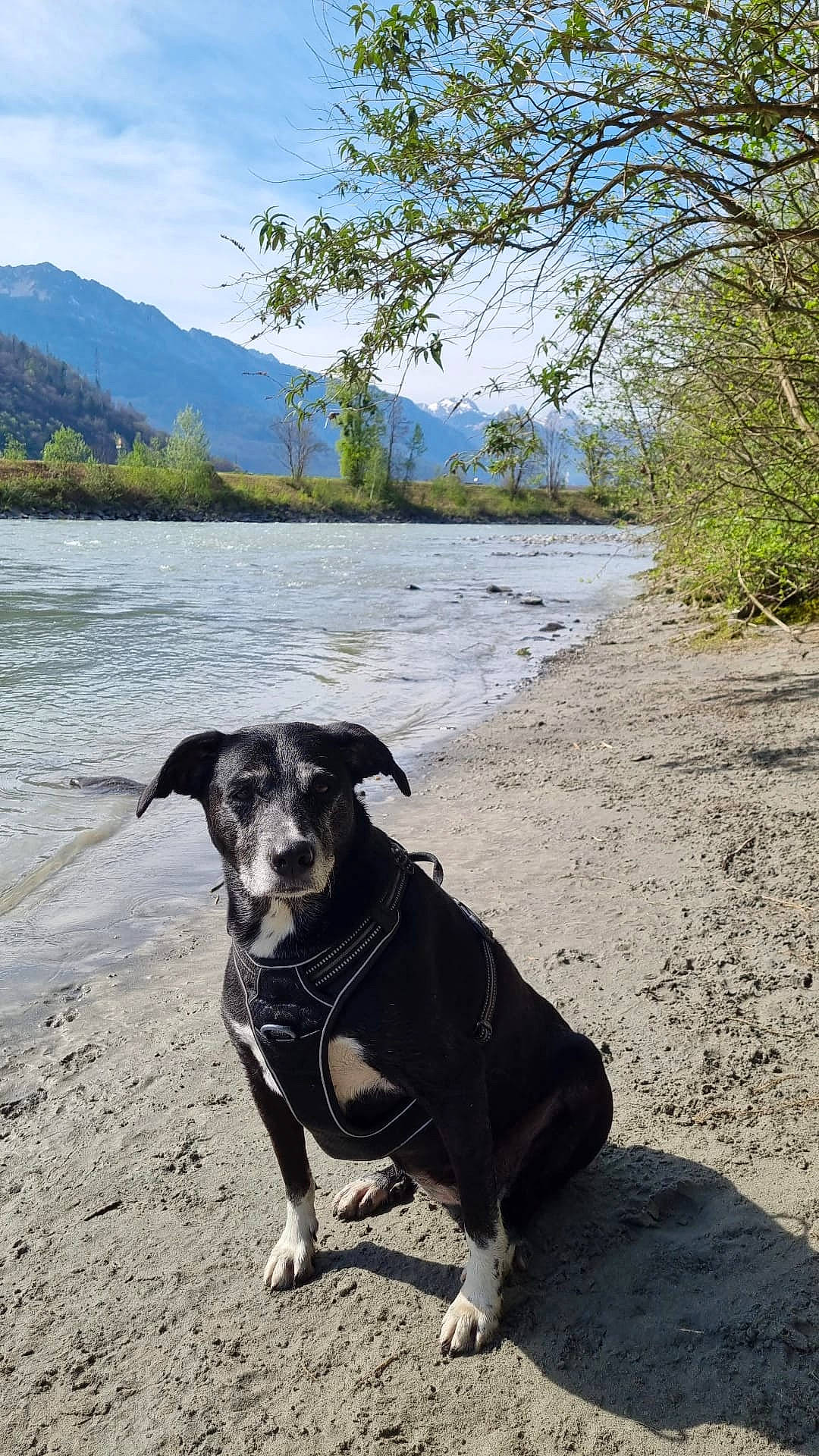 Skaïla participe au concours pour gagner de l'argent avec cette photo : adventure, carnivore, cloud, collar, companion_dog, dog, dog_breed, dog_collar, fashion_accessory, lake, landscape, leash, mountain, plant, sky, sporting_group, tail, tree, water, working_animal