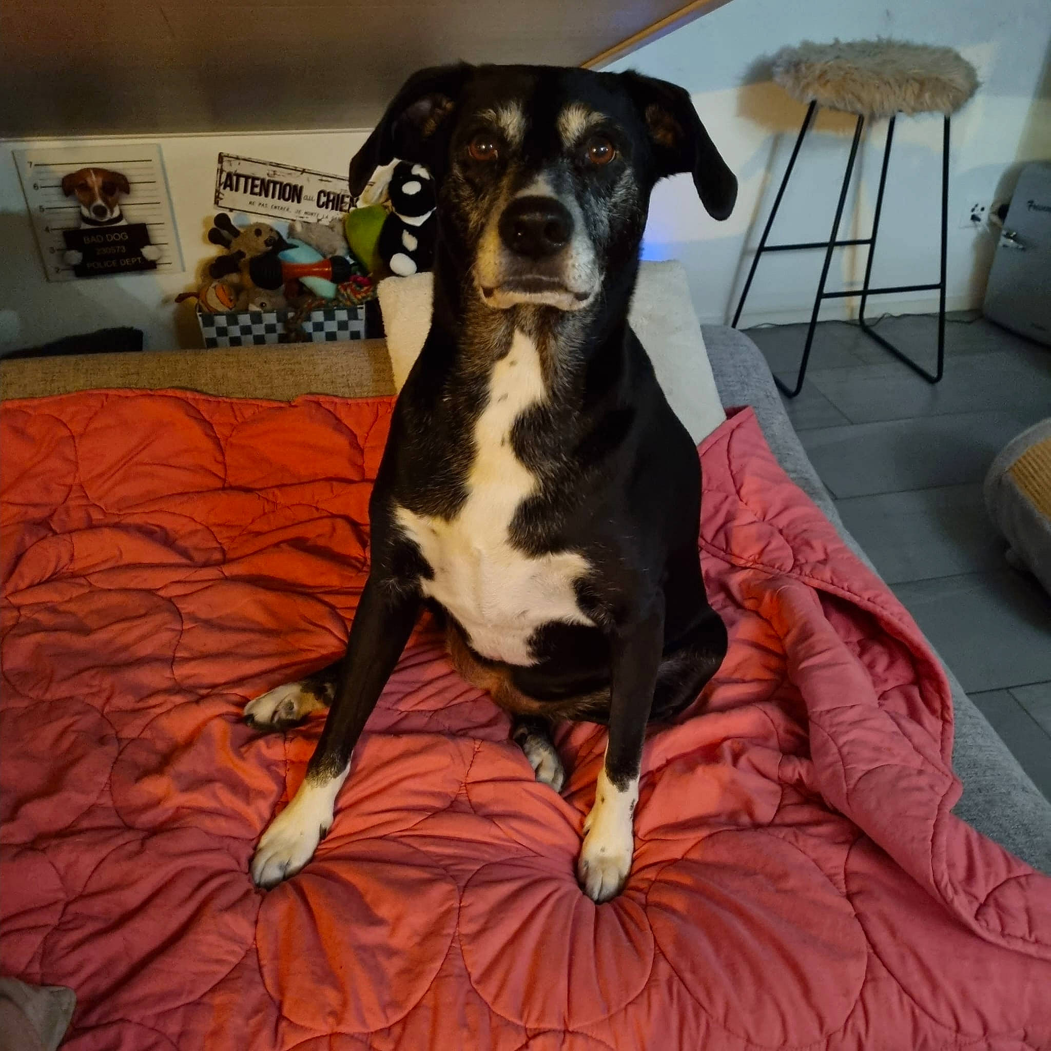 Skaïla a rejoint le concours — aidez-le/la à gagner de superbes lots ! canidae, carnivore, chair, comfort, companion_dog, couch, dog, dog_breed, dog_clothes, dog_supply, fawn, flooring, fur, guard_dog, snout, sporting_group, toy_dog, whiskers, wood, working_animal