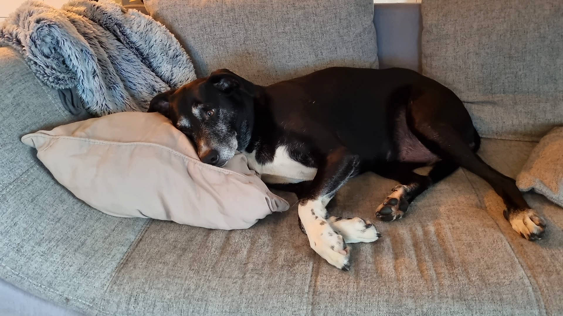 Skaïla a rejoint le concours — aidez-le/la à gagner de superbes lots ! beaglier, bored, canidae, carnivore, comfort, companion_dog, couch, dog, dog_breed, fawn, hardwood, hound, scent_hound, snout, sporting_group, tail, terrestrial_animal, working_animal, working_dog