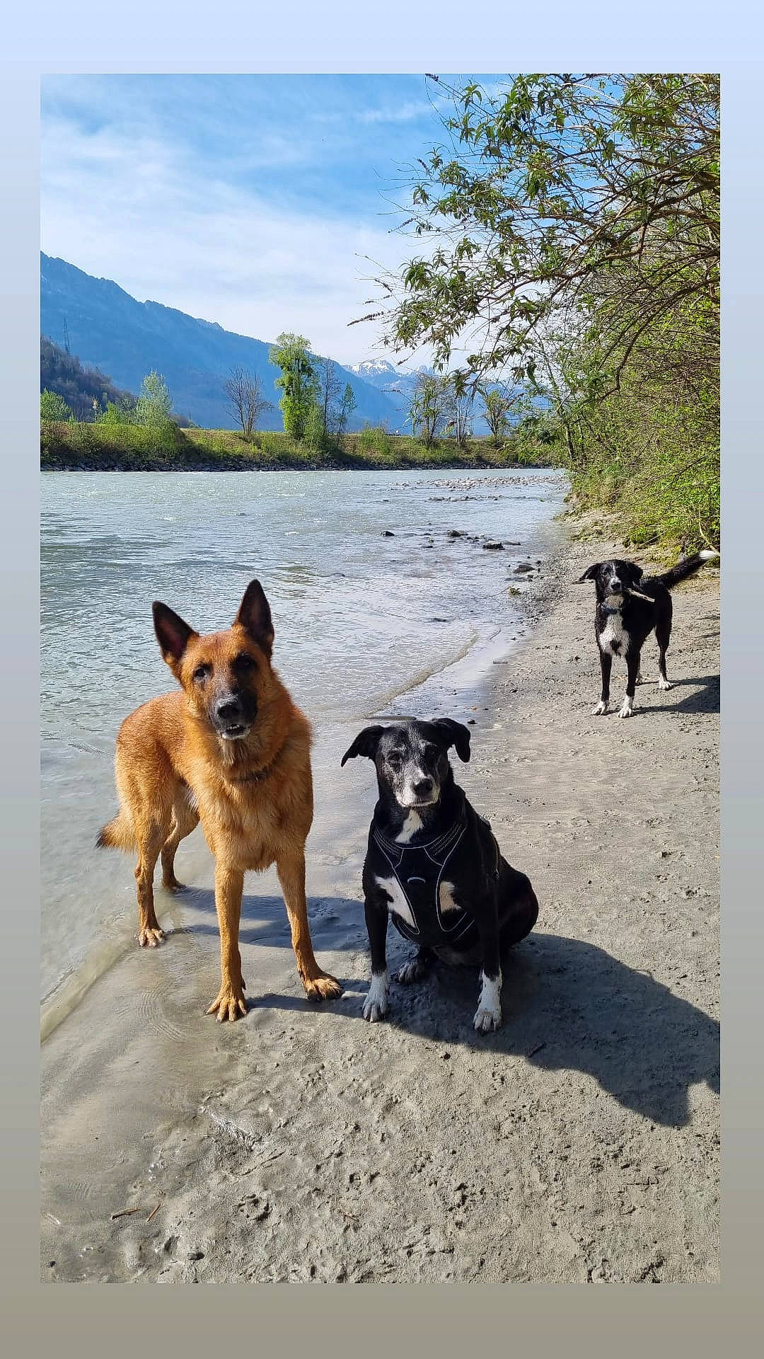 Skaïla a rejoint le concours — aidez-le/la à gagner de superbes lots ! adventure, carnivore, cloud, companion_dog, dog, dog_breed, fawn, german_shepherd_dog, herding_dog, lake, landscape, leash, mountain, plant, road, sky, tree, walking, water, working_animal