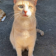 Snowball is registered to the contest to win money with this photo: cat, orange_cat, outdoor, porch, concrete, sunlight, whiskers, animal, pet, feline, curious, sitting, ears, tail, paw, daylight, domestic_cat, close_up, nature, mammal