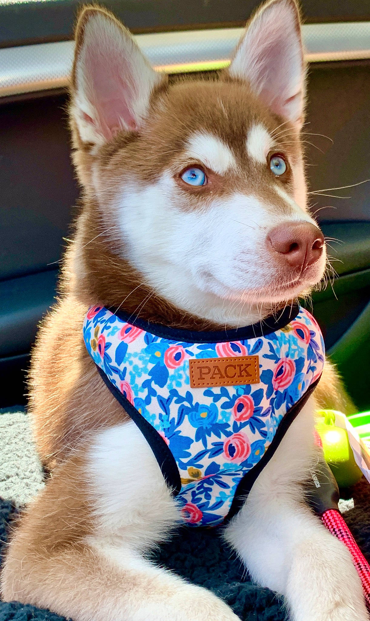 Kya joined the competition — help win amazing prizes! alaskan_klee_kai, alaskan_malamute, ancient_dog_breeds, canidae, carnivore, companion_dog, dog, dog_breed, mammal, miniature_siberian_husky, puppy, rare_breed_dog, sakhalin_husky, siberian_husky, sled_dog, snout, sporting_group, tamaskan_dog, vertebrate, working_dog