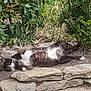 Géronimo participe au concours pour gagner de l'argent avec cette photo : animal, black_and_white, bush, cat, closeup, flora, fur, garden, greenery, lying_down, mammal, nature, outdoor, peaceful, pet, relaxed, resting, stone, sunlight, whiskers