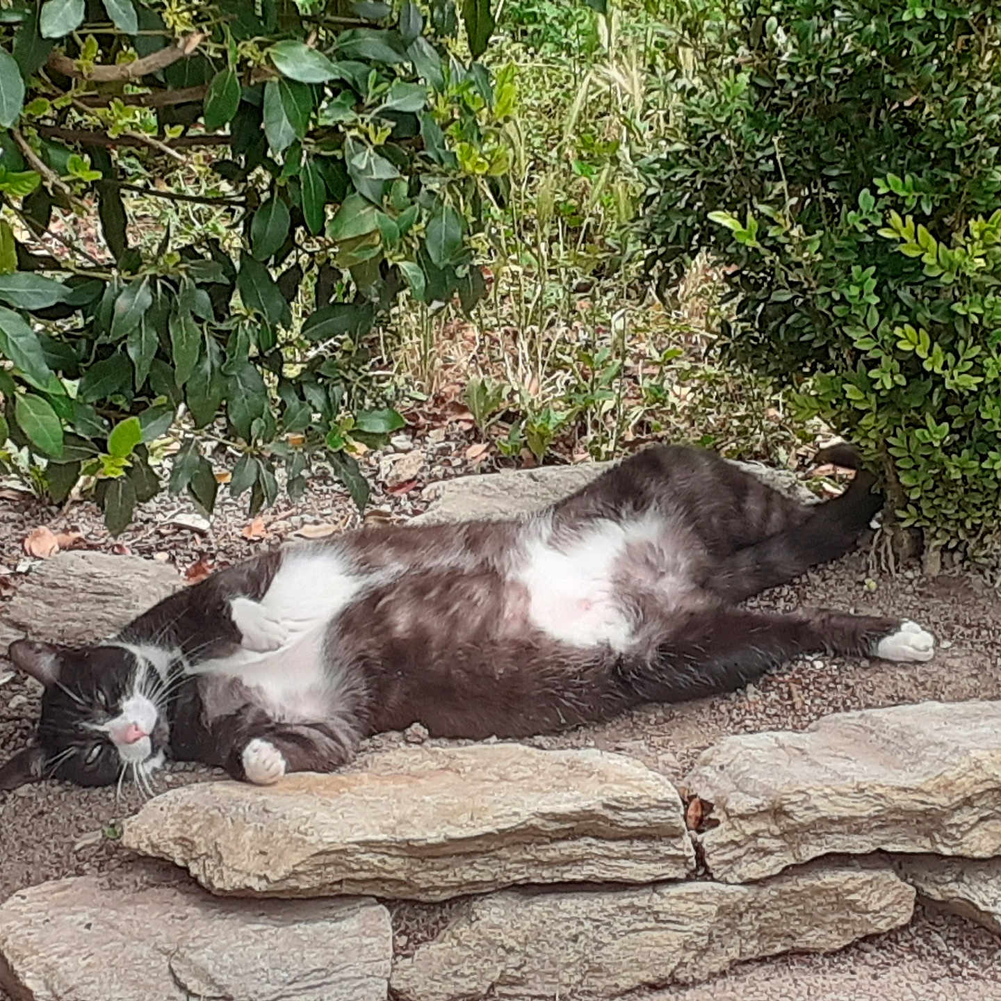 Géronimo participe au concours pour gagner de l'argent avec cette photo : animal, black_and_white, bush, cat, closeup, flora, fur, garden, greenery, lying_down, mammal, nature, outdoor, peaceful, pet, relaxed, resting, stone, sunlight, whiskers