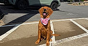 Riggs joined the competition — help win amazing prizes! dog, puppy, golden_retriever, bandana, parking_lot, car, sunlight, shadow, tree, house, outdoor, smiling, sitting, pet, animal, happy, daytime, road, fence, nature