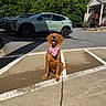 dog, puppy, golden_retriever, bandana, parking_lot, car, sunlight, shadow, tree, house, outdoor, smiling, sitting, pet, animal, happy, daytime, road, fence, nature
