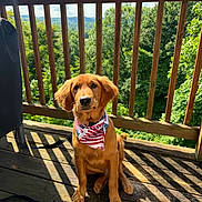Riggs is registered to the contest to win money with this photo: dog, golden_retriever, puppy, bandana, american_flag, wooden_deck, sunlight, shadows, outdoor, nature, trees, greenery, fence, pet, canine, animal, leash, daylight, portrait, cute