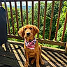 dog, golden_retriever, puppy, bandana, american_flag, wooden_deck, sunlight, shadows, outdoor, nature, trees, greenery, fence, pet, canine, animal, leash, daylight, portrait, cute