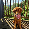 Riggs joined the competition — help win amazing prizes! dog, puppy, golden_retriever, bandana, american_flag, wooden_deck, sunlight, shadow, outdoor, nature, trees, sky, clouds, pet, animal, sitting, portrait, fence, leash, summer
