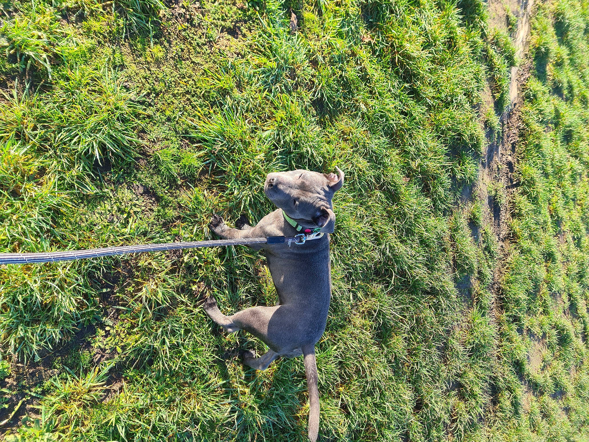 Raven participe au concours pour gagner de l'argent avec cette photo : canidae, carnivore, collar, companion_dog, dog, dog_breed, dog_collar, dog_supply, hunting_dog, leash, liver, mammal, pet_supply, snout, sporting_group, tail, webbing, working_animal, working_dog
