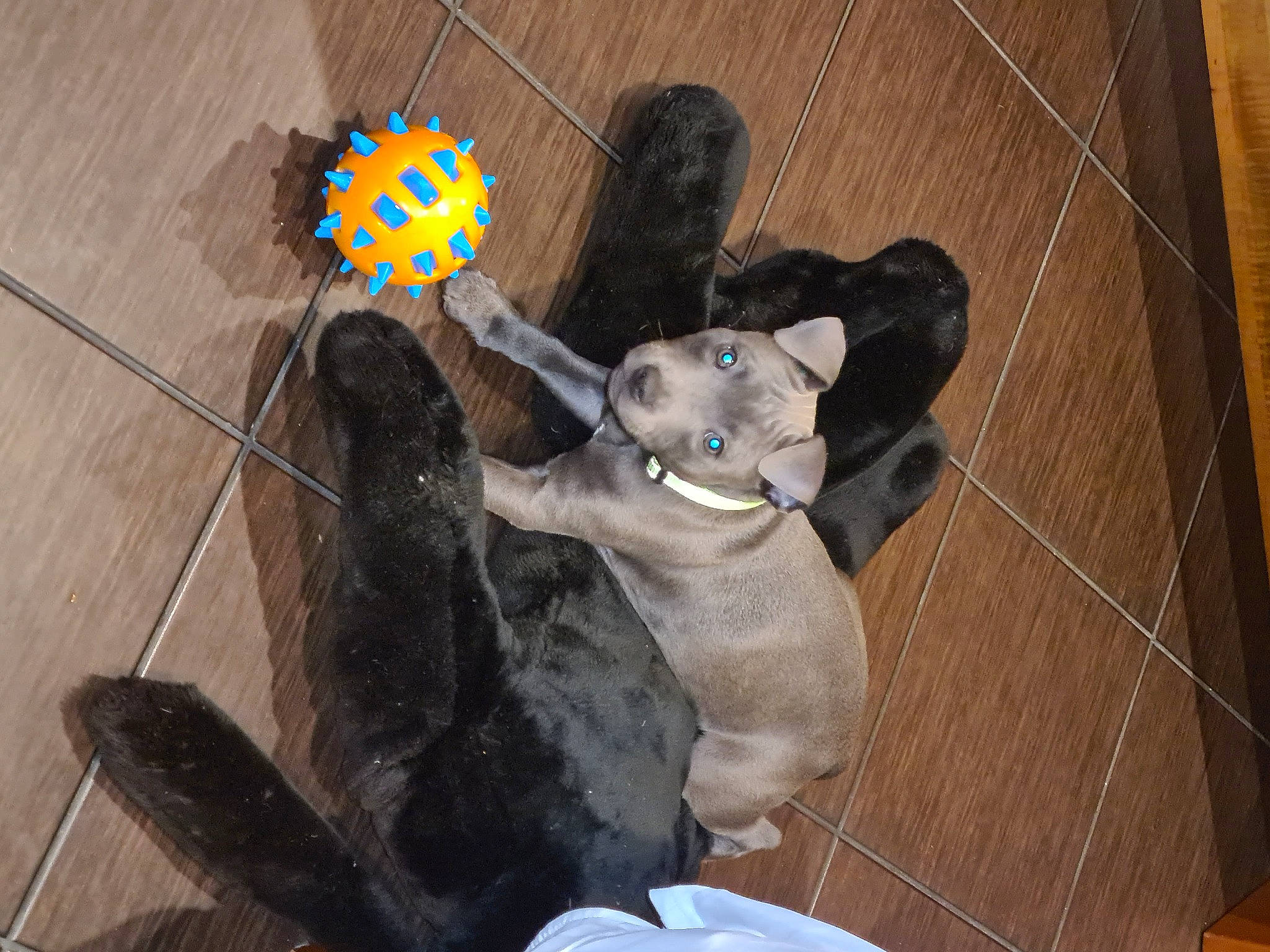 Raven participe au concours pour gagner de l'argent avec cette photo : collar, companion_dog, dog_breed, dog_supply, floor, flooring, foot, fur, hardwood, laminate_flooring, paw, pet_supply, snout, stuffed_toy, tail, tile, toy, wood_flooring, wood_stain, working_animal