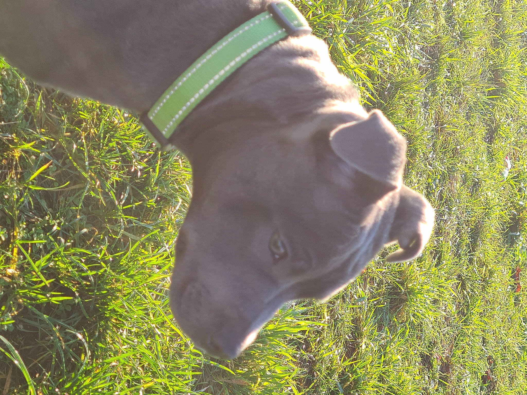 Raven a rejoint le concours — aidez-le/la à gagner de superbes lots ! bovine, canidae, carnivore, collar, companion_dog, dog, dog_breed, dog_collar, grass, grass_family, hunting_dog, liver, snout, sporting_group, terrestrial_animal, working_animal