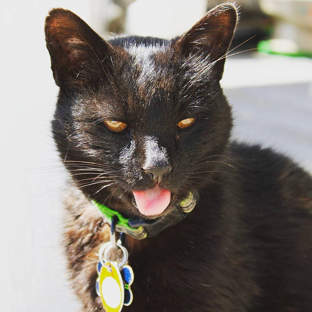 Donnald joined the competition — help win amazing prizes! black_cat, bombay, carnivore, cat, cat_toy, claw, collar, dog_breed, dog_collar, domestic_short_haired_cat, fang, fashion_accessory, felidae, fur, pet_supply, small_to_medium_sized_cats, snout, tail, terrestrial_animal, whiskers