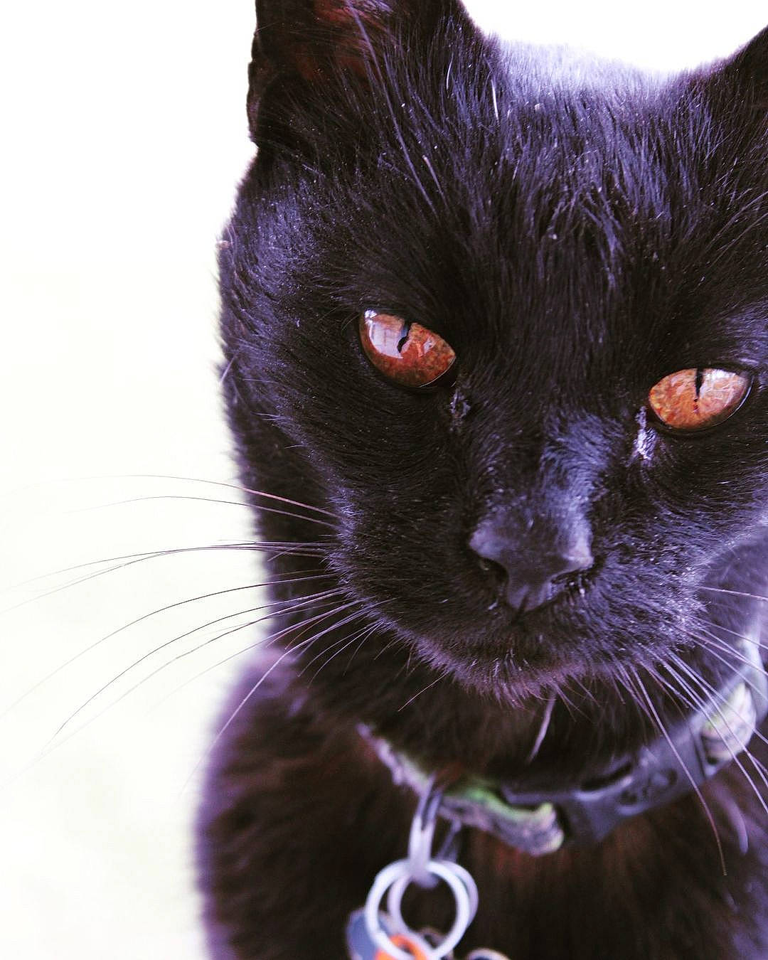 Donnald joined the competition — help win amazing prizes! black_cat, carnivore, cat, close_up, collar, domestic_short_haired_cat, electric_blue, eye, felidae, fur, iris, jewellery, magenta, pet_supply, small_to_medium_sized_cats, snout, terrestrial_animal, whiskers