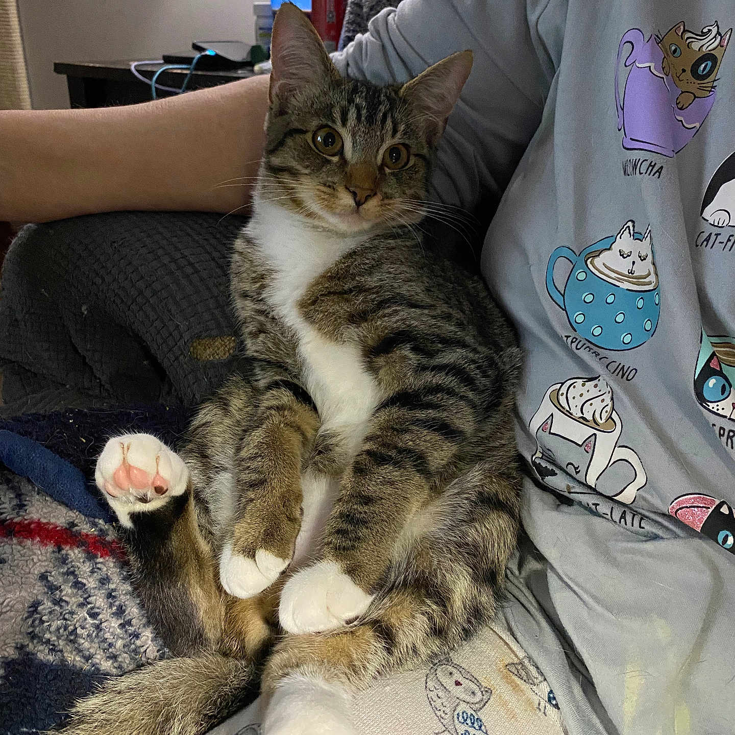 Bailey joined the competition — help win amazing prizes! animal, architecture, blanket, building, cat, chair, clothing, couch, cushion, furniture, homedecor, indoors, kitten, livingroom, manx, person, pet, room, sleeping, t_shirt