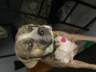 Keta joined the competition — help win amazing prizes! carnivore, companion_dog, dog, dog_breed, ear, non_sporting_group, pet_supply, sporting_group, whiskers, working_animal