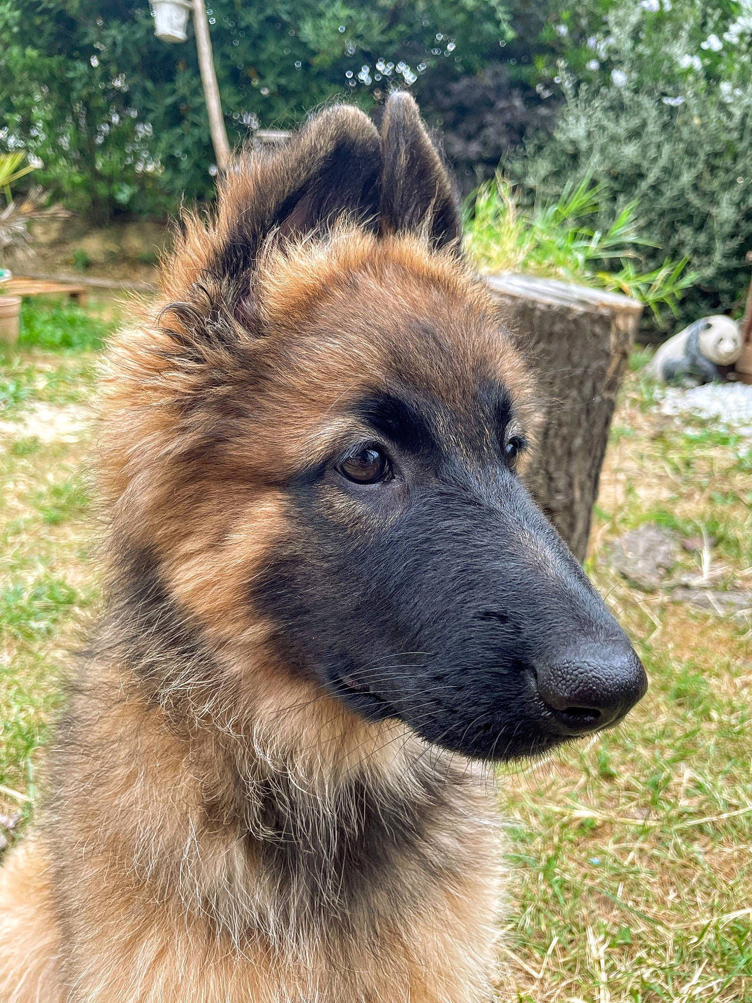 Jodie a rejoint le concours — aidez-le/la à gagner de superbes lots ! carnivore, dog, dog_breed, fawn, fur, german_shepherd_dog, grass, herding_dog, king_shepherd, old_german_shepherd_dog, plant, terrestrial_animal, tervuren, whiskers, wildlife, working_animal, working_dog