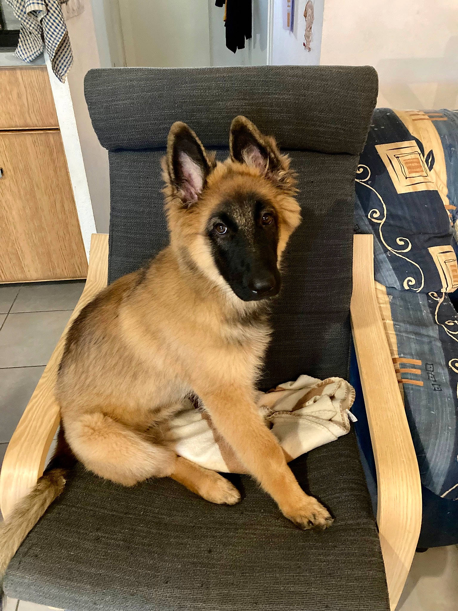 Jodie a rejoint le concours — aidez-le/la à gagner de superbes lots ! canidae, carnivore, companion_dog, dog, dog_breed, dog_supply, east_european_shepherd, fawn, flooring, fur, german_shepherd_dog, herding_dog, king_shepherd, old_german_shepherd_dog, paw, snout, sporting_group, terrestrial_animal, wood, working_animal