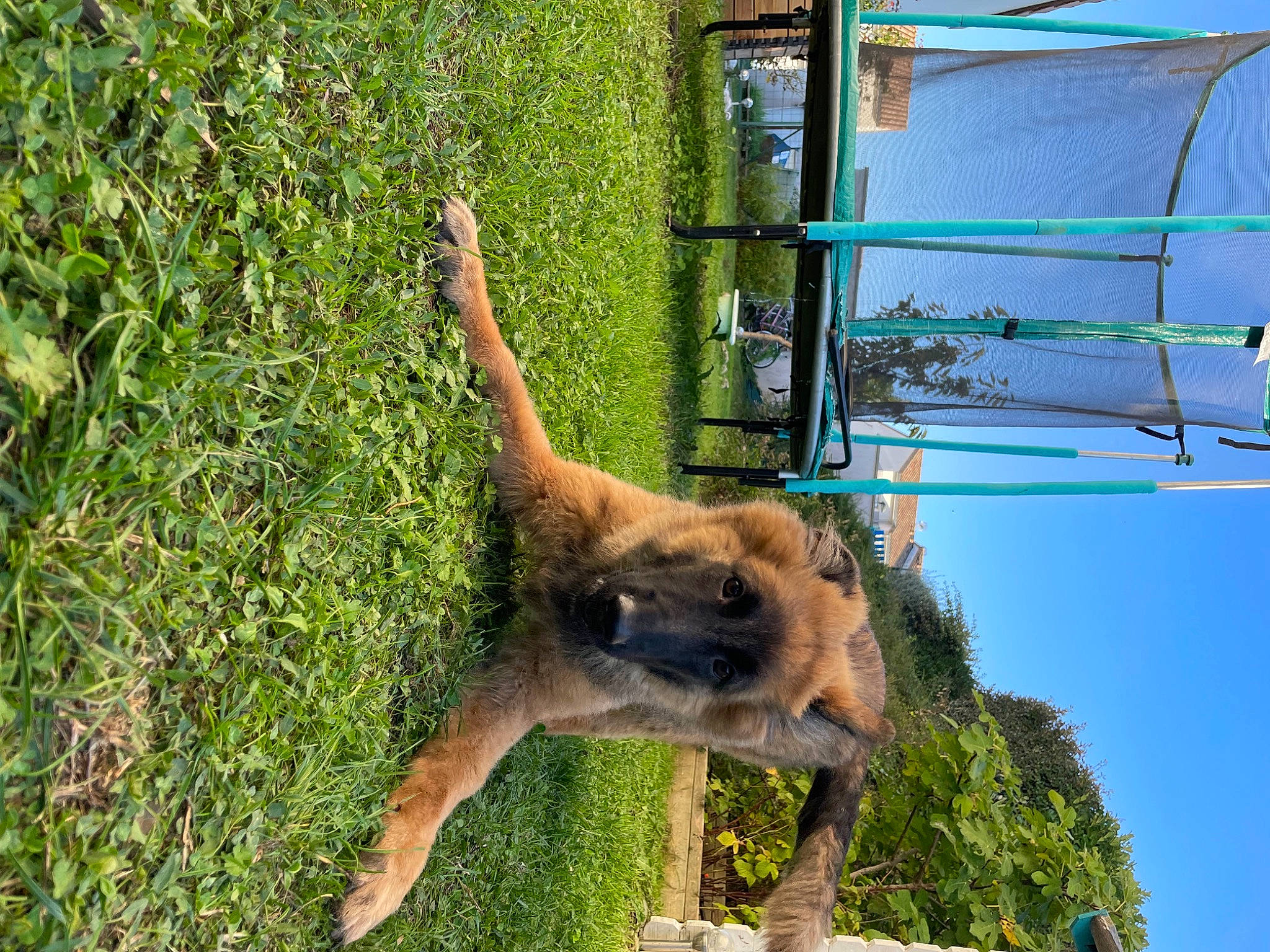Jodie participe au concours pour gagner de l'argent avec cette photo : dog_breed, electric_blue, fawn, grass, groundcover, leisure, plant, shade, sky, tail, terrestrial_animal, tree, trunk, water, wildlife, working_animal
