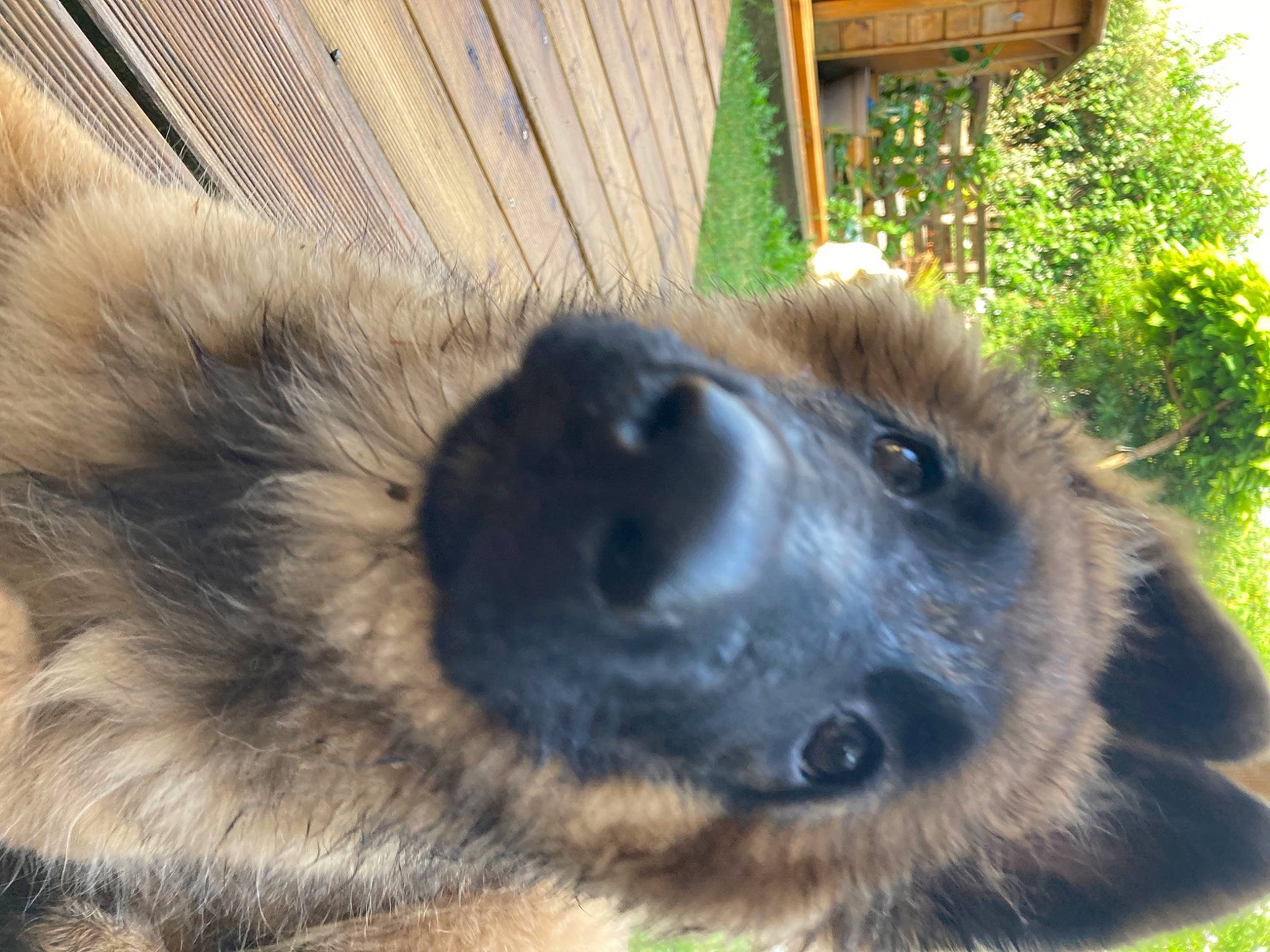 Jodie a rejoint le concours — aidez-le/la à gagner de superbes lots ! canidae, carnivore, companion_dog, dog, dog_breed, estrela_mountain_dog, fawn, fur, grass, plant, primate, puppy, snout, sporting_group, terrestrial_animal, whiskers, wildlife, wood, working_animal, working_dog