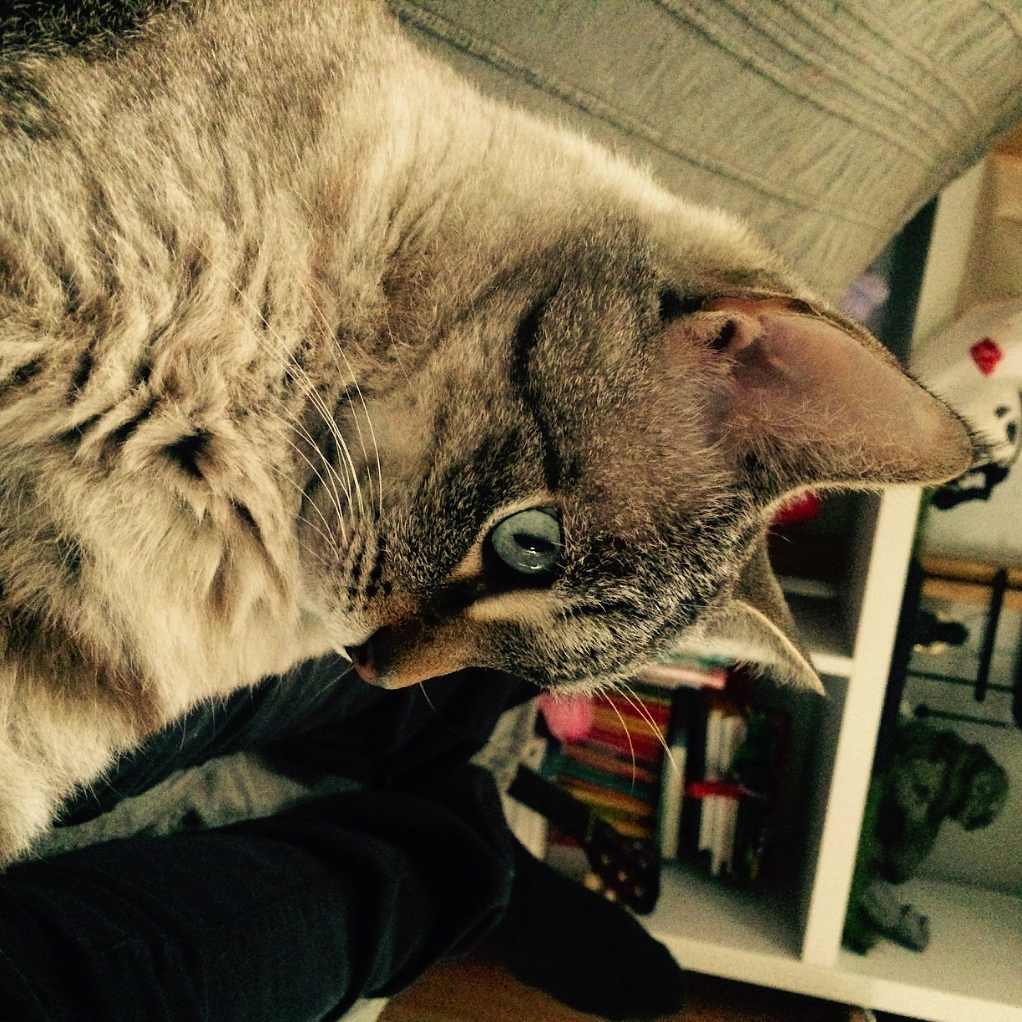 P\'tit Biscuit Khan a rejoint le concours — aidez-le/la à gagner de superbes lots ! carnivore, cat, claw, comfort, domestic_short_haired_cat, fang, felidae, fur, grey, lynx, nap, paw, sleep, small_to_medium_sized_cats, snout, tail, terrestrial_animal, visual_arts, whiskers, wildlife