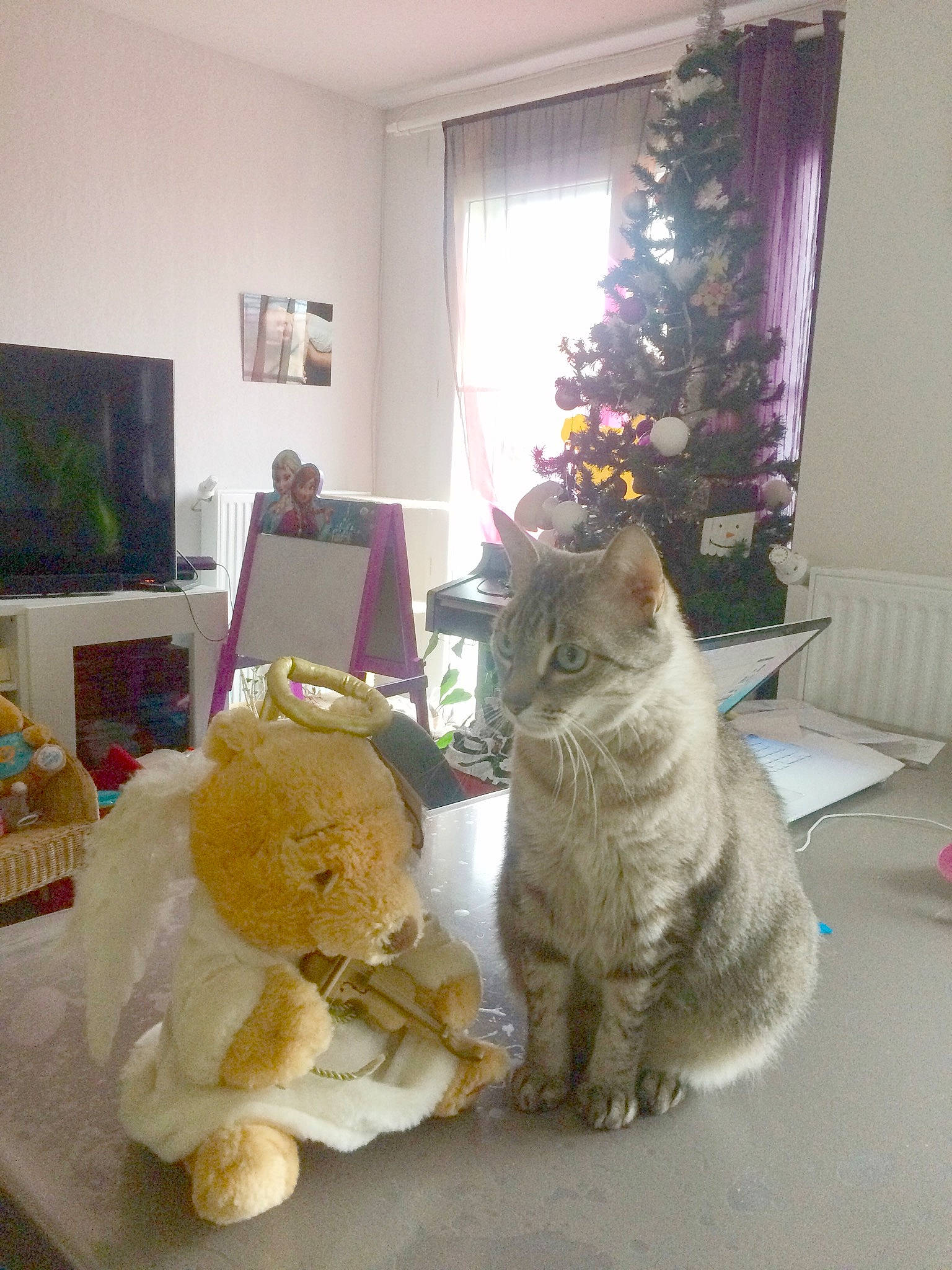 P\'tit Biscuit Khan a rejoint le concours — aidez-le/la à gagner de superbes lots ! carnivore, cat, chair, christmas_decoration, christmas_ornament, christmas_tree, domestic_short_haired_cat, event, felidae, fur, holiday, living_room, picture_frame, plant, room, small_to_medium_sized_cats, table, tree, whiskers, wood