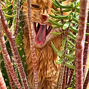 Vanille participe au concours pour gagner de l'argent avec cette photo : cat, orange_cat, succulent_plants, greenery, indoor_plant, teeth, yawning, tongue, feline, whiskers, close_up, nature, pet, animal, plant_stems, furry, eyes, mouth, sharp_teeth, tongue_out