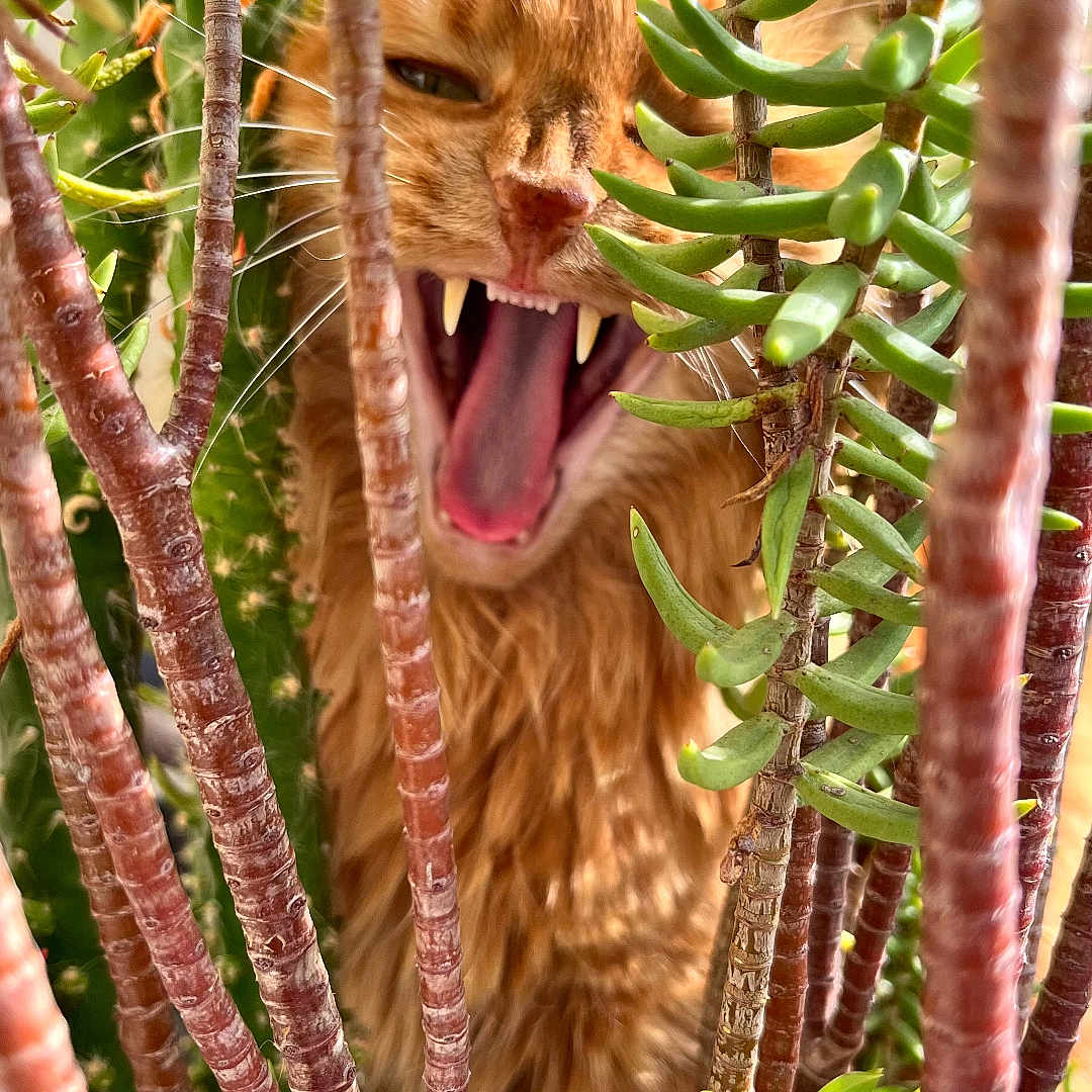 Vanille participe au concours pour gagner de l'argent avec cette photo : animal, cat, close_up, eyes, feline, furry, greenery, indoor_plant, mouth, nature, orange_cat, pet, plant_stems, sharp_teeth, succulent_plants, teeth, tongue, tongue_out, whiskers, yawning