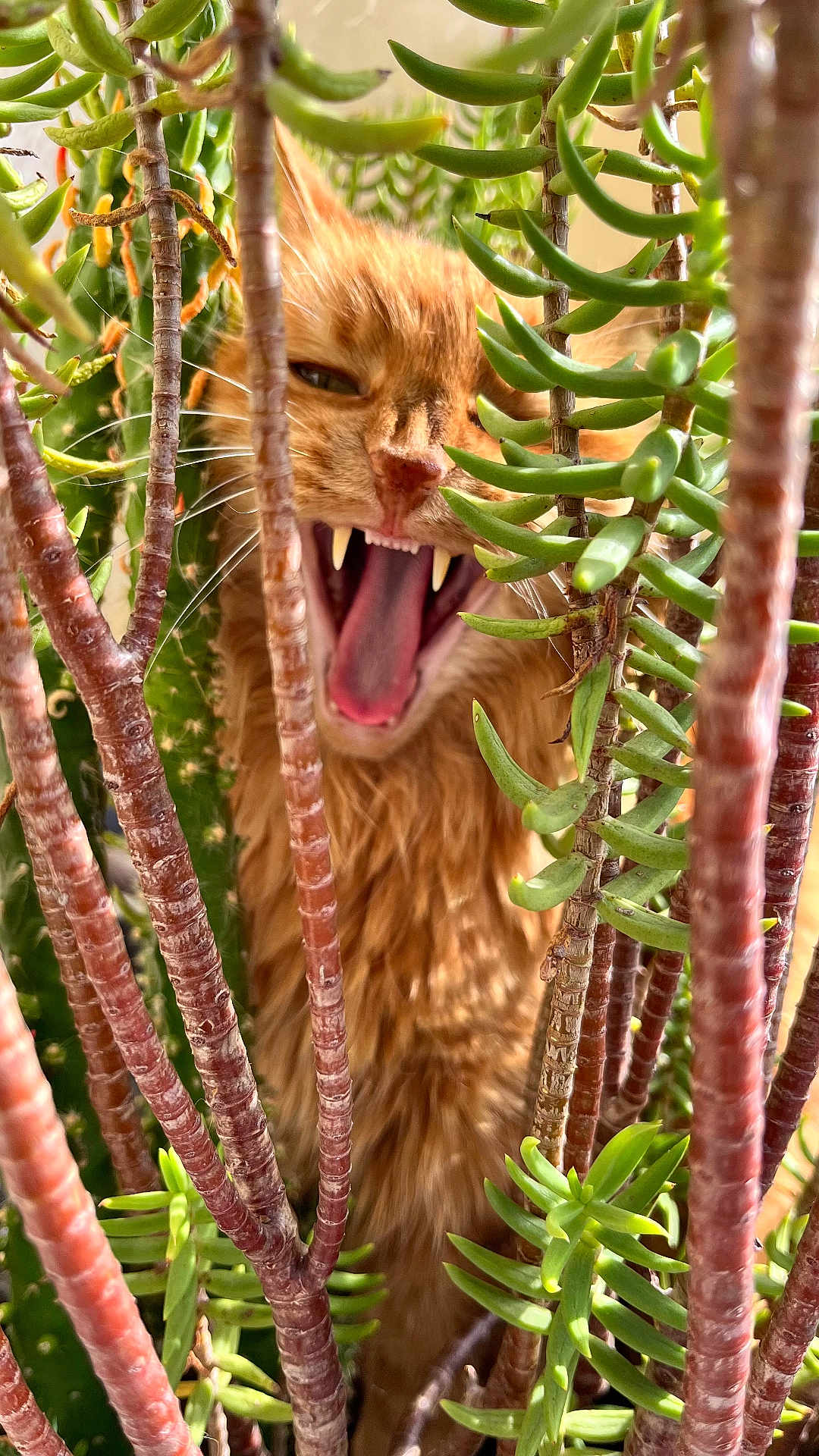Vanille participe au concours pour gagner de l'argent avec cette photo : cat, orange_cat, succulent_plants, greenery, indoor_plant, teeth, yawning, tongue, feline, whiskers, close_up, nature, pet, animal, plant_stems, furry, eyes, mouth, sharp_teeth, tongue_out