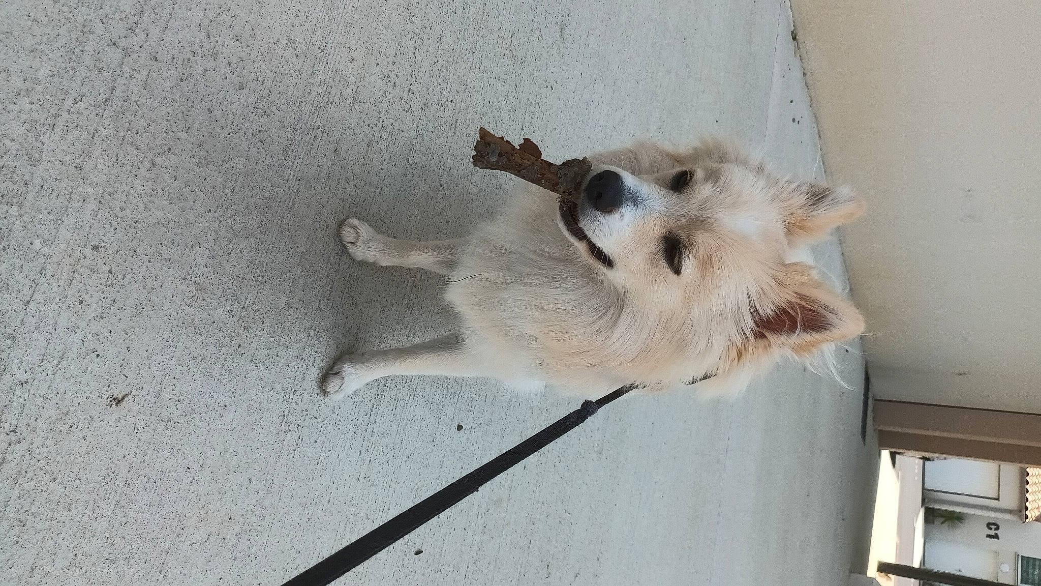Bella