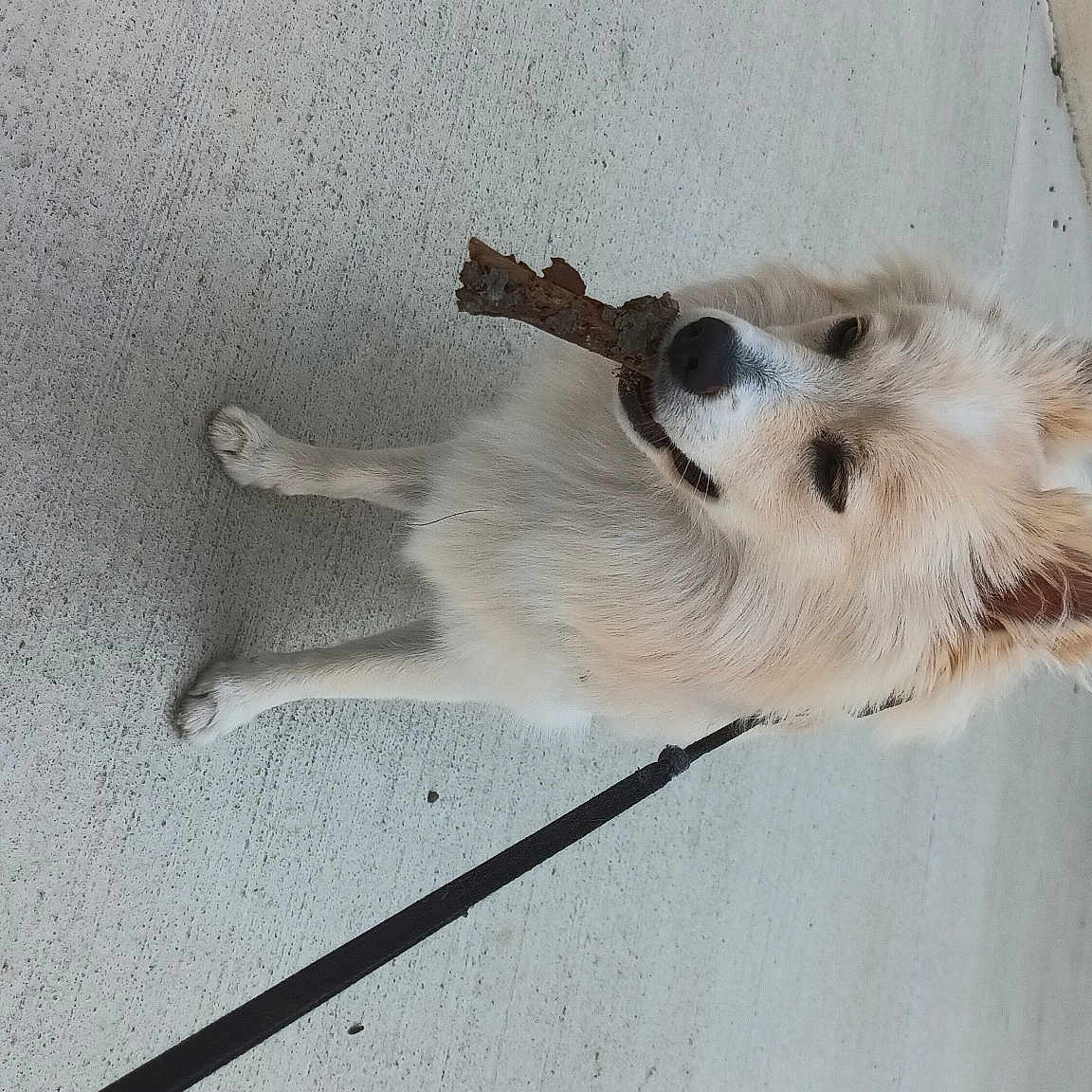 Bella